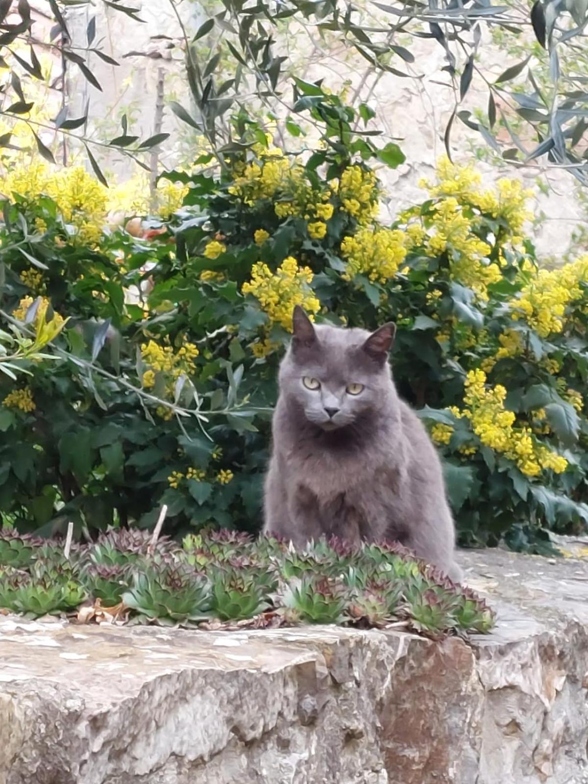 Al Piccolo Ulivo, A Casa Di Mimo&Se Villa Castiglione dʼOrcia Екстериор снимка