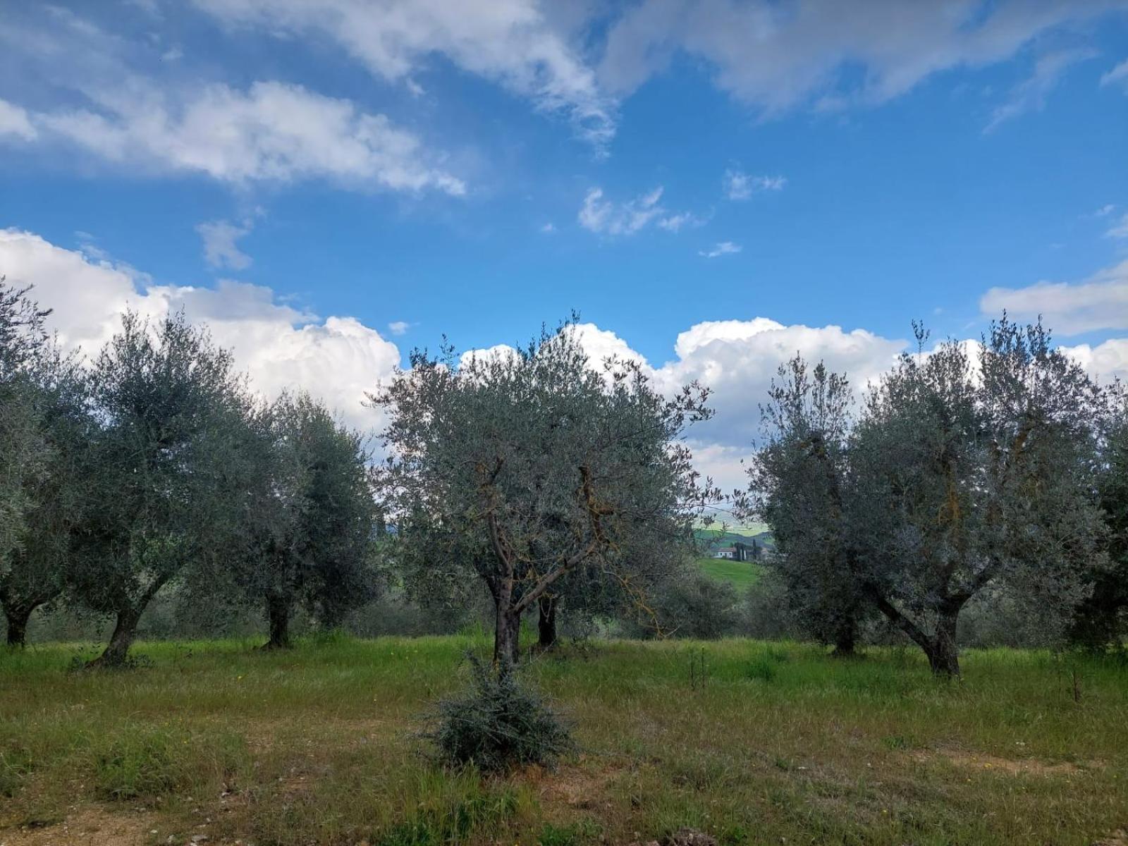 Al Piccolo Ulivo, A Casa Di Mimo&Se Villa Castiglione dʼOrcia Екстериор снимка